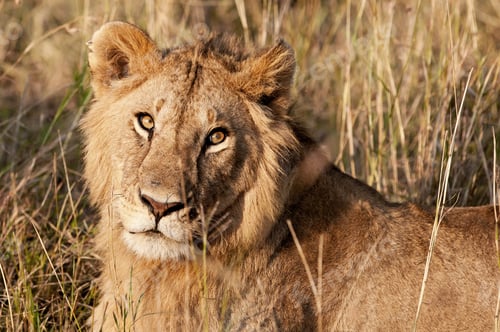 Preview: Male African Lion In The Maasai Mara National Park, Kenya