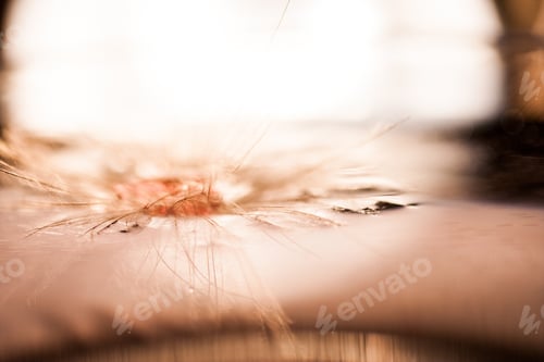 Preview: Macro, Abstract Composition With Colorful Water Drops On Dandelion Seeds