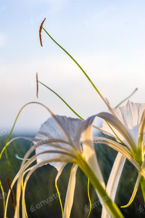 Preview: Caribbean Spider-Lily, Unique Style White Flower On Multicolored Background