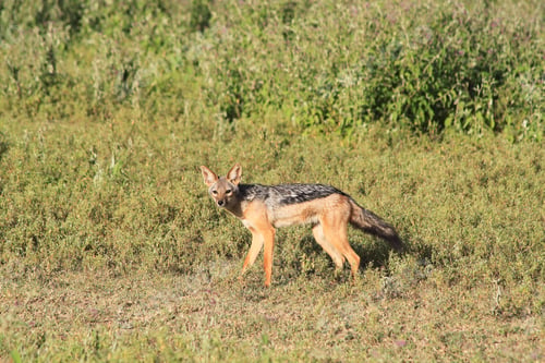 Preview: Jackal In The Ngorongoro Crater, Tanzania