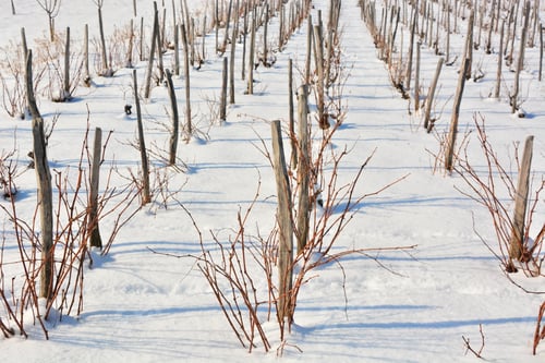 Preview: Winter Vineyard,Winter Landscape
