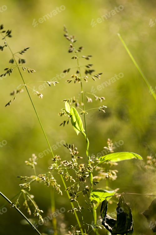 Preview: Green Plants Isolated On Natural Background With Beautiful Bokeh And Contour Light