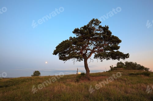 Preview: Hill Landscape With Tree At Sunset, Auvergne, France