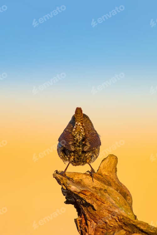 Preview: Cute Bird. Colorful Nature Background. Eurasian Wren. Troglodytes Troglodytes.