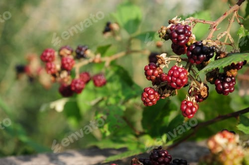 Preview: Ripening Wild Blackberries