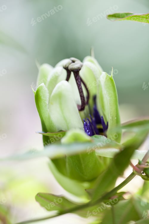 Preview: Passion Flower (Passiflora Incarnata) With Details