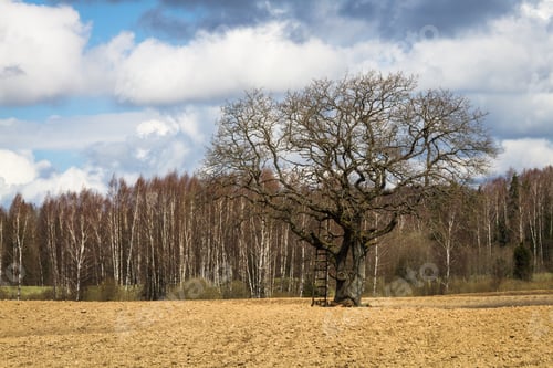 Preview: Processed Cereal Fields In Spring