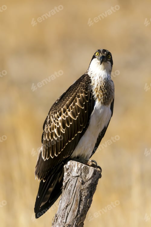 Preview: Bird Of Prey. Eagle Osprey. Yellow Nature Background. Eagle: Western Osprey. Pandion Haliaetus