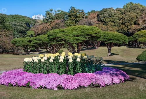 Preview: Chrysanthemum Flowers At Garden In Tokyo.