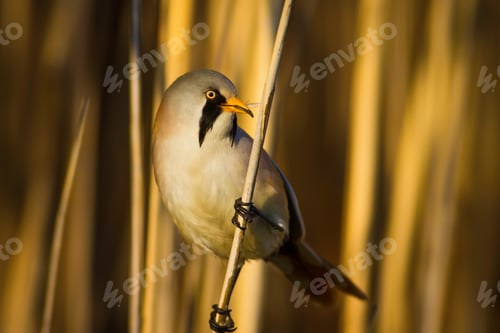 Preview: Funny, Bearded Bird. Nature Background.