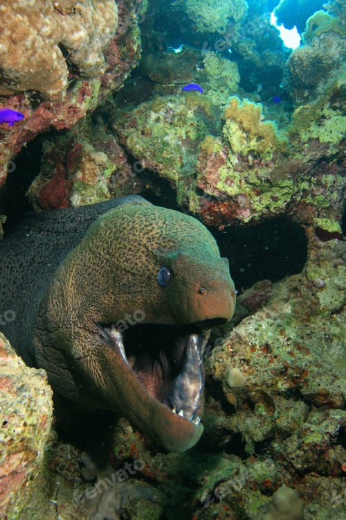 Preview: Giant Moray Eel (Gymnothorax Javanicus)