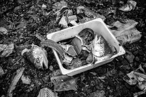Preview: Detail Of Fish Bones In Bad Condition