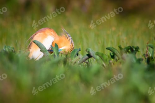 Preview: Cute Colorful Bird. Green Nature Background. Squacco Heron / Ardeola Ralloides