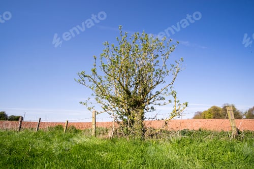 Preview: Isolated Bush On The Edge Of Farmland Against A Clear Blue Sky