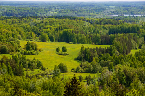 Preview: Endless Forest Trees With Green Foliage In Summer Day With Far Horizon