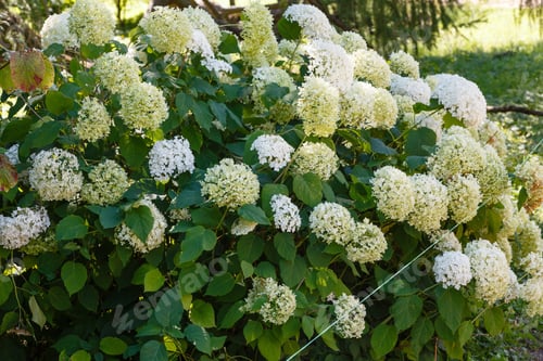 Preview: Hydrangea Tree With White Spherical Inflorescences. Beautiful White Hydrangea Flowers In Summer