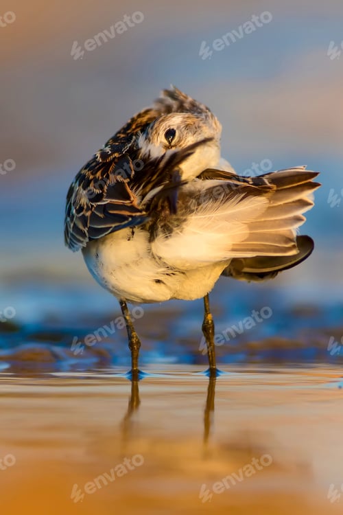Preview: Cute Little Water Bird. Nature Background. Bird: Little Stint. Calidris Minuta.