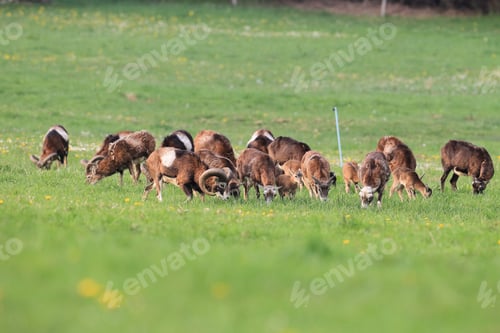 Preview: Big European Mouflon ( Ovis Orientalis ) On The Grassland Wild Animal In The Nature Habitat, Saxony