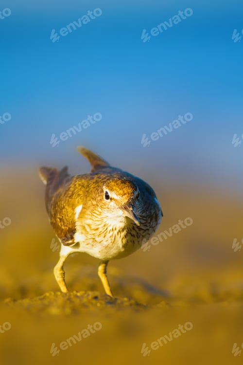 Preview: Shore Bird Sandpiper. Blue Sea And Yellow Sand Nature Background. Bird: Common Sandpiper. Actitis