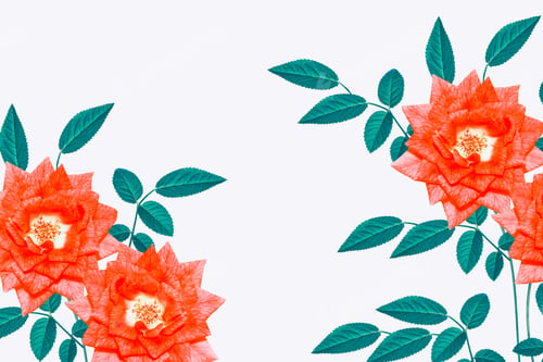 Preview: Flower Bud Roses On A White Background. Nature
