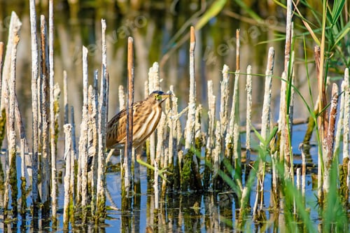 Preview: Heron And Habitat. Lake Reeds Background. Camouflage Animal. Bird: Common Squacco Heron. Ardeola