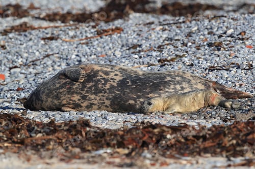 Preview: Grey Seal (Halichoerus Grypus) Pup Helgoland Germany