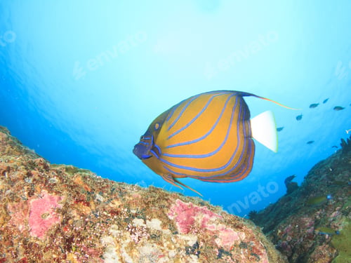 Preview: Ringed Angelfish Fish In Sea