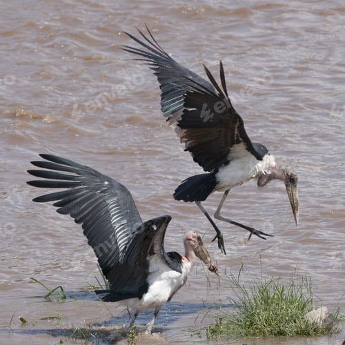 Preview: Marabou Storks (Leptoptilos Crumeniferus) In The Maasai Mara National Park, Kenya