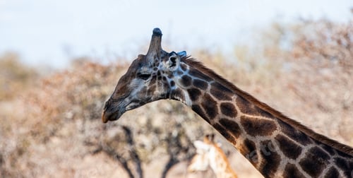 Preview: Giraffes In The Kruger National Park, South Africa