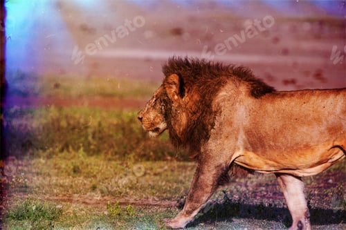 Preview: Vanishing Africa: Vintage Style Image Of A Lion In The Early Morning Lights In The Ngorongoro