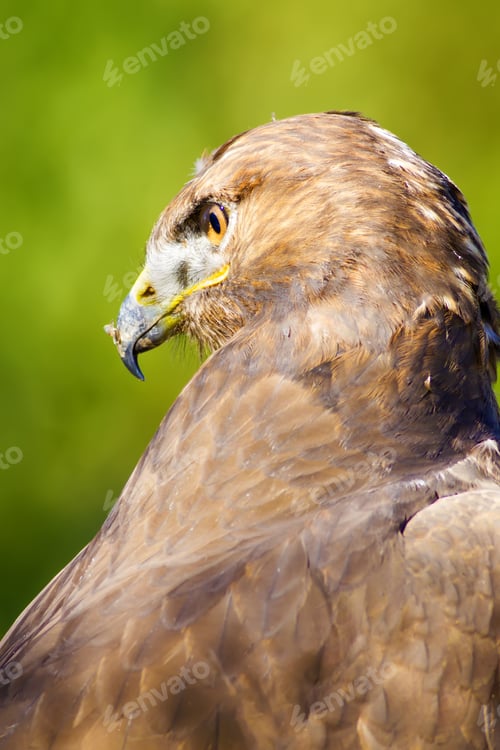 Preview: Hawk Portrait. Green Nature Background Long Legged Buzzard / Buteo Rufinus