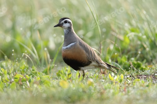 Preview: Eurasian Dotterel (Charadrius Morinellus) Helgoland, Germany