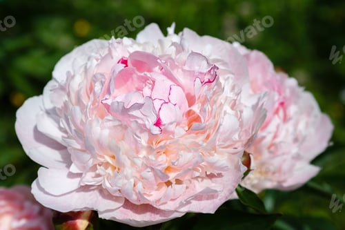 Preview: Beautiful Pink Peonies In The Garden. Peony Bushes In Buds And Flowers.