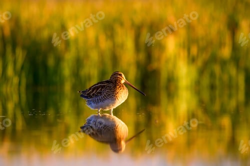 Preview: Lake And Bird. Natural Background. Green, Yellow Lake Background. Water Reflection. Bird: Common