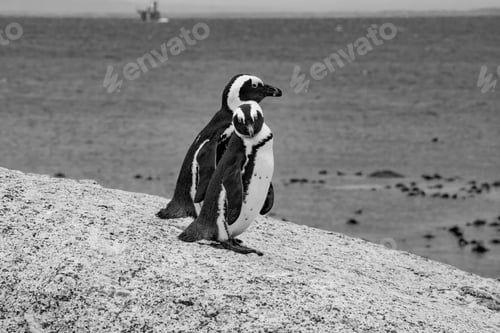 Preview: Pair Of African Penguins (Spheniscus Demersus), Simon'S Town, Western Cape, South Africa