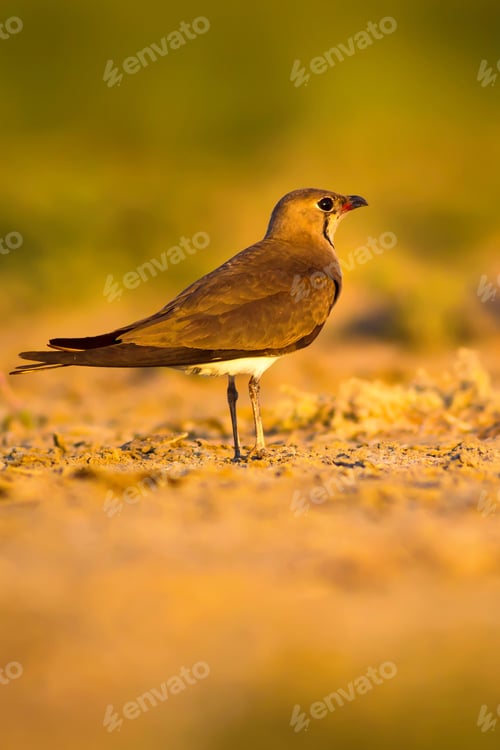 Preview: Bird And Yellow Dry Nature Background. Collared Pratincole / Glareola Pratincola