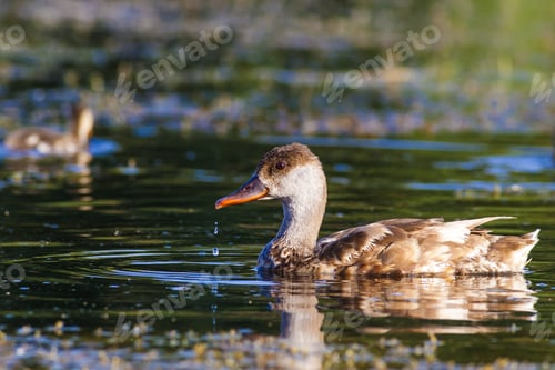 Preview: Swimming Duck Family. Colorful Natural Habitat Background. Birds: Red Crested Pochard. Netta Rufina.