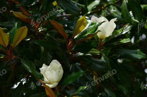Preview: Flower, Fruits And Foliage Of Magnolia Grandiflora (Southern Magnolia)