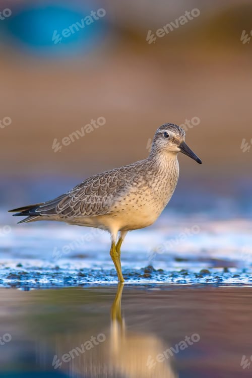 Preview: Cute Water Bird. Yellow Blue Nature Background. Bird: Red Knot. Calidris Canutus.