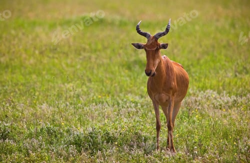 Preview: Hartebeest Antelope In The Serengeti National Park, Tanzania