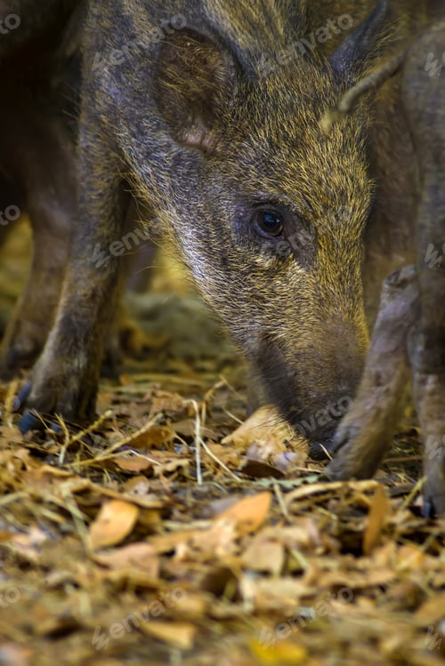 Preview: Baby Wild Boar. Forest Nature Background. Animal: Boar. Sus Scrofa.