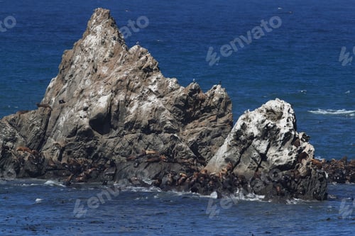 Preview: Sea Lions At Cape Arago Cliffs State Park, Coos Bay, Oregon