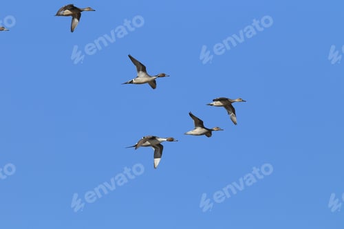 Preview: Northern Pintail Ducks Wintering At Bosque Del Apache National Wildlife Refuge In New Mexico