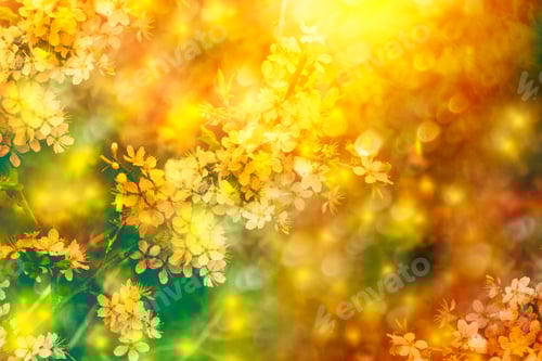 Preview: Blossoming Branch Cherry. Bright Colorful Spring Flowers. Beautiful Nature Scene
