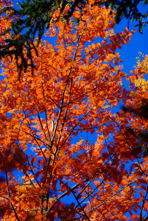 Preview: Beautiful Autumn Scene, Armenia