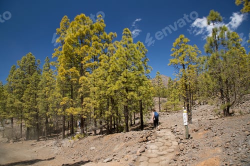 Preview: Warning Sign Access Not Allowed For Horses, Motorized Traffic Nor For Bikers, Hikers Trail Entrance