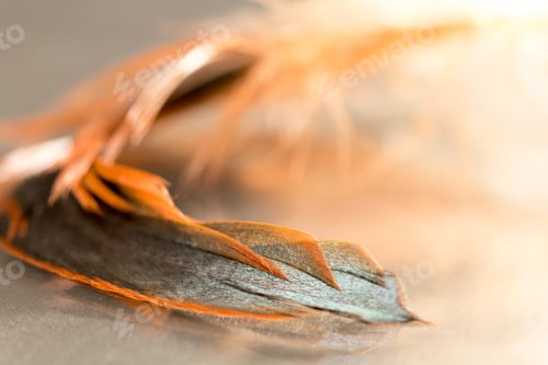 Preview: Colorful Rooster Feather With Details And Reflexions