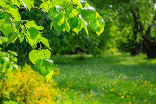 Preview: Beautiful Summer Landscape With Meadow Grasses, Trees And Flowers. Sunny Summer Morning In The