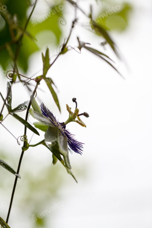 Preview: Passion Flower (Passiflora Incarnata) With Details