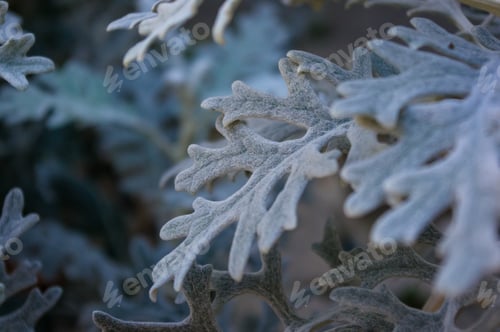 Preview: Silver Dust Cineraria Maritima In The Garden, Close Up.